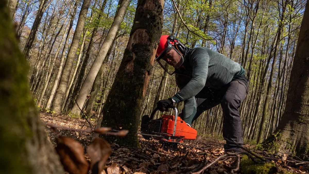 élagage arbre : un professionnel coupe une branche à la tronçonneuse