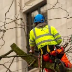 Élagage arbre : entretenir les espaces verts de votre entreprise