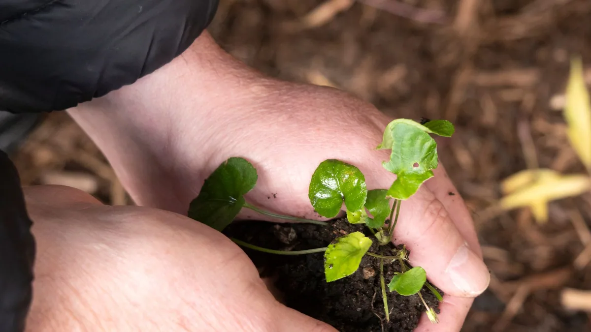 entreprise à mission : personne tenant une jeune plante dans ses mains